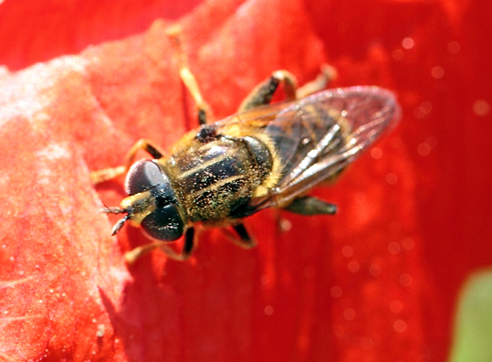 Dittero da id(Syrphidae?)